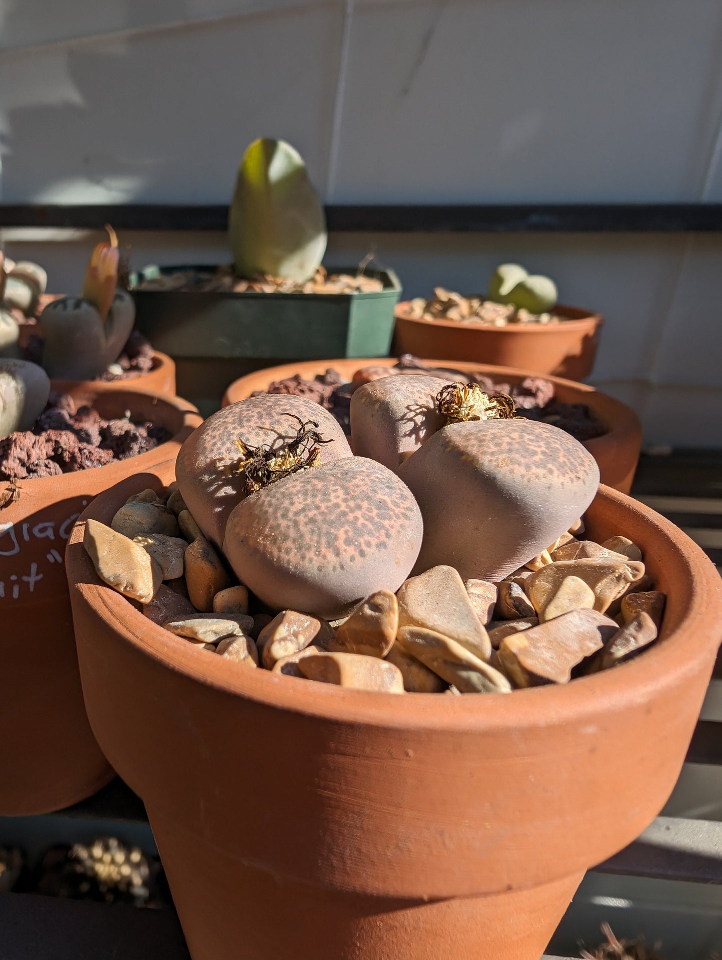 Lithops terricolor