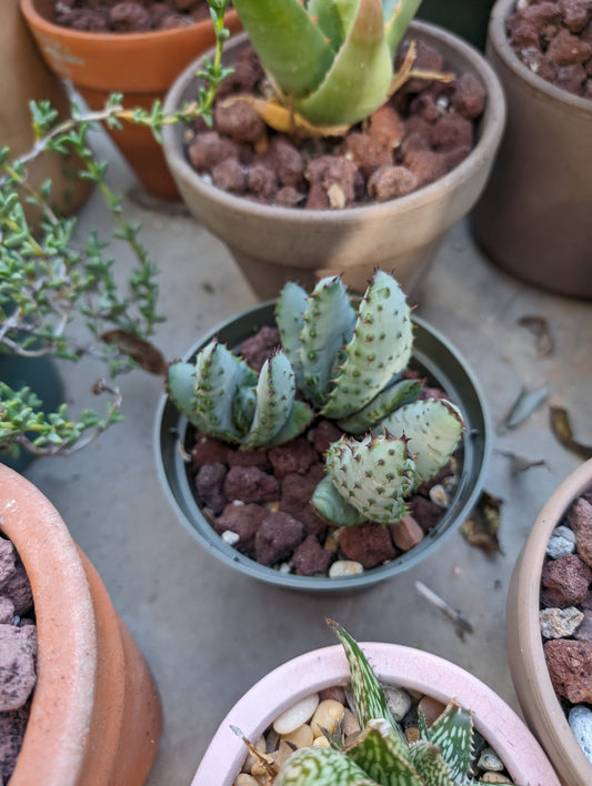 Aloe marlothii