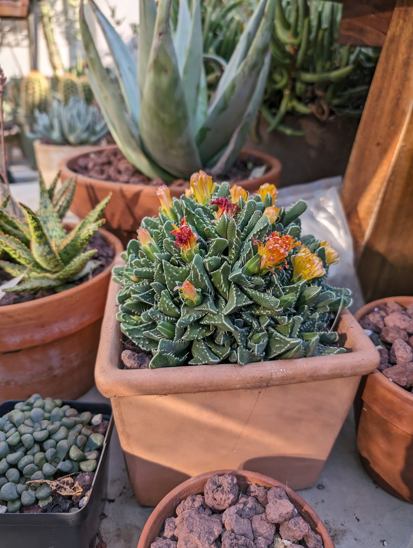 Faucaria tuberculosa