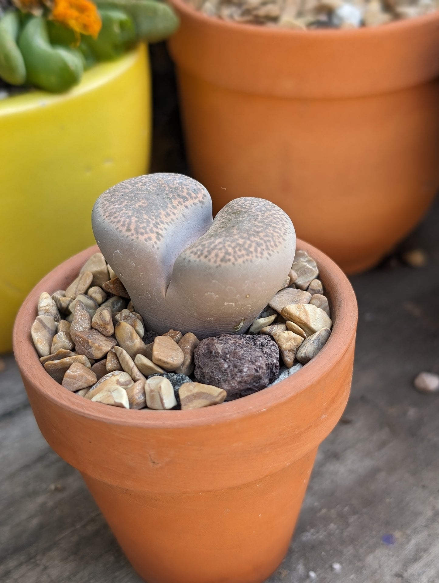 Lithops terricolor