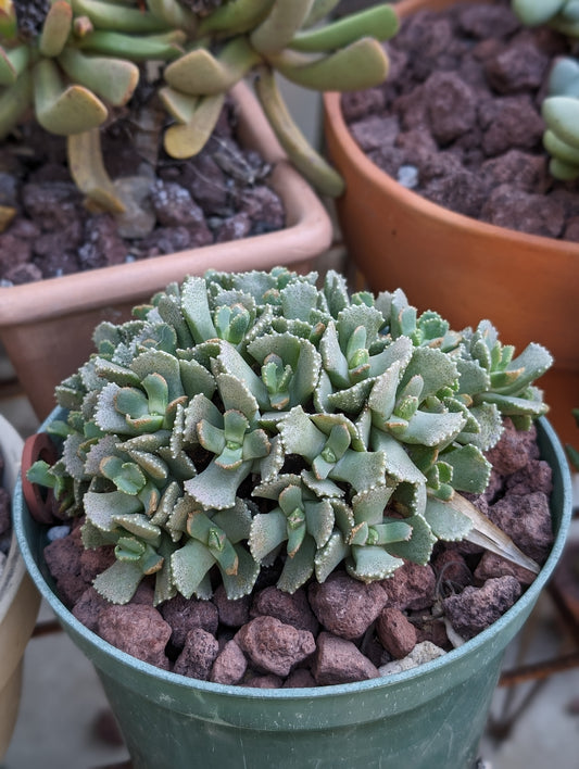 Aloinopsis malherbei