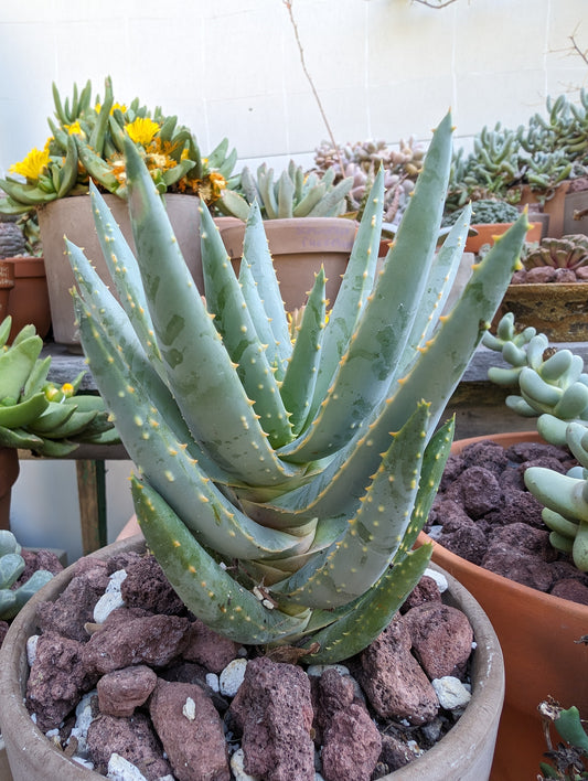 Aloe dichotoma