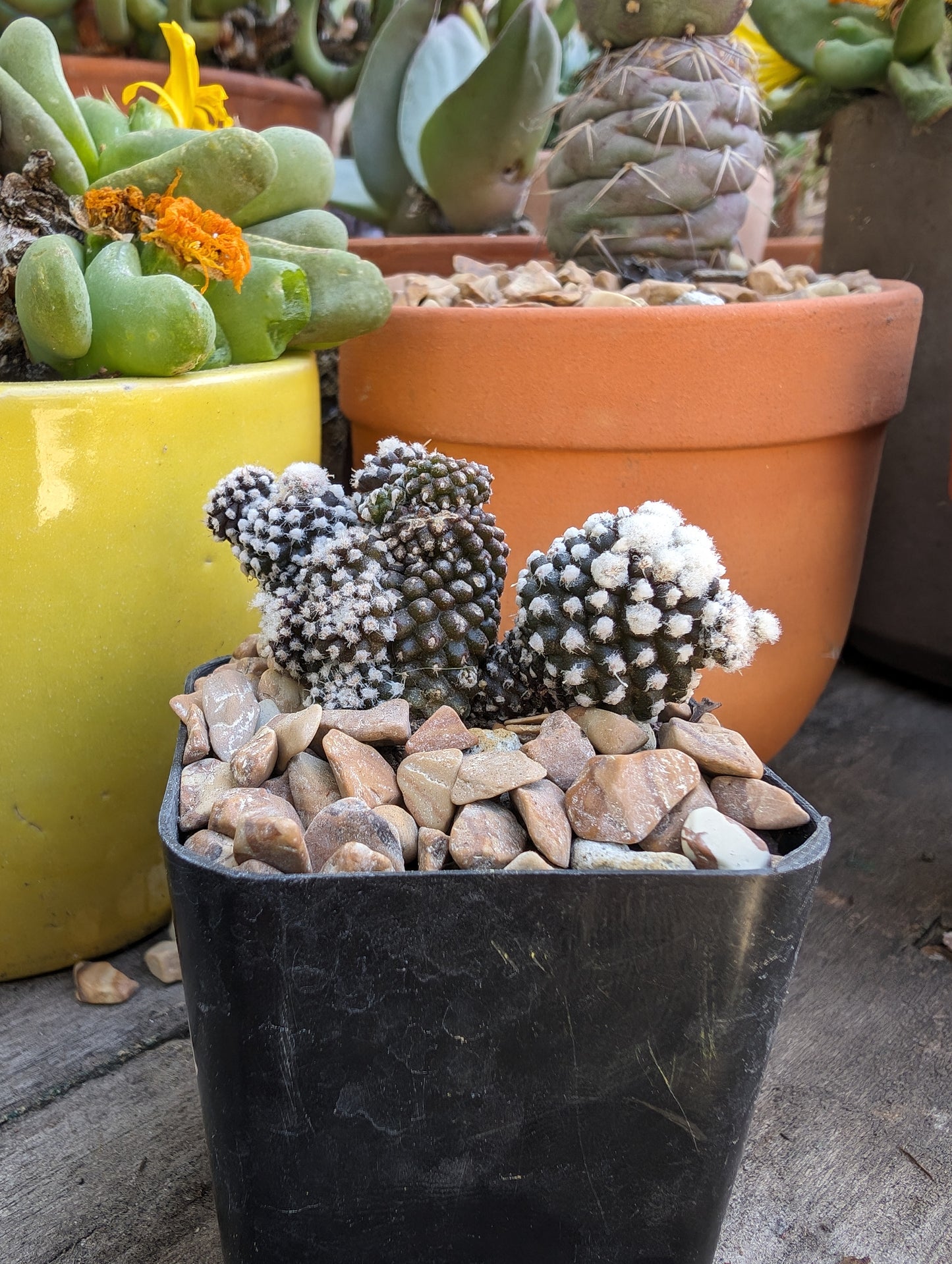 Copiapoa tenuissima - "insane guy"