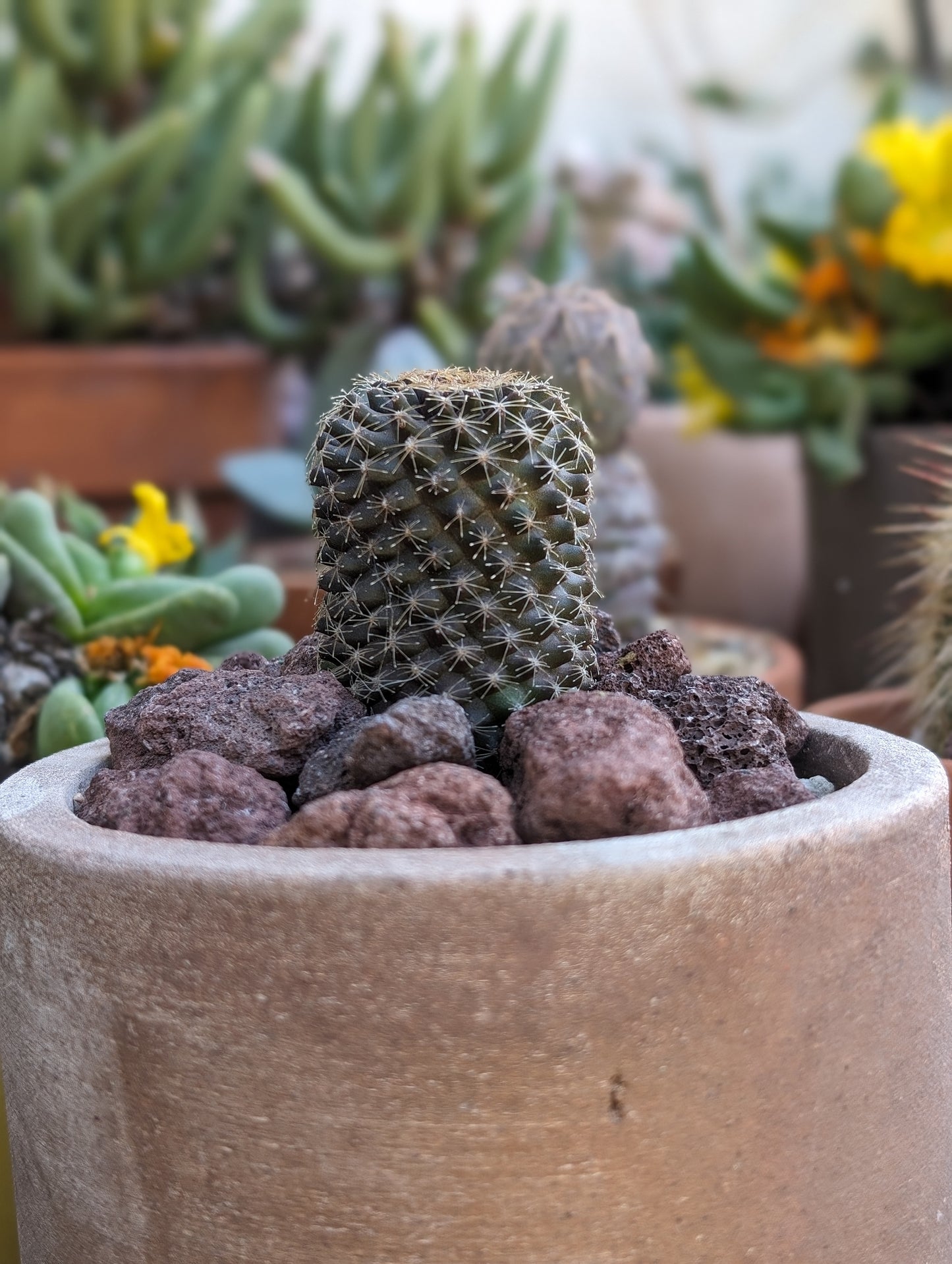 Copiapoa tenuissima - "regular guy"