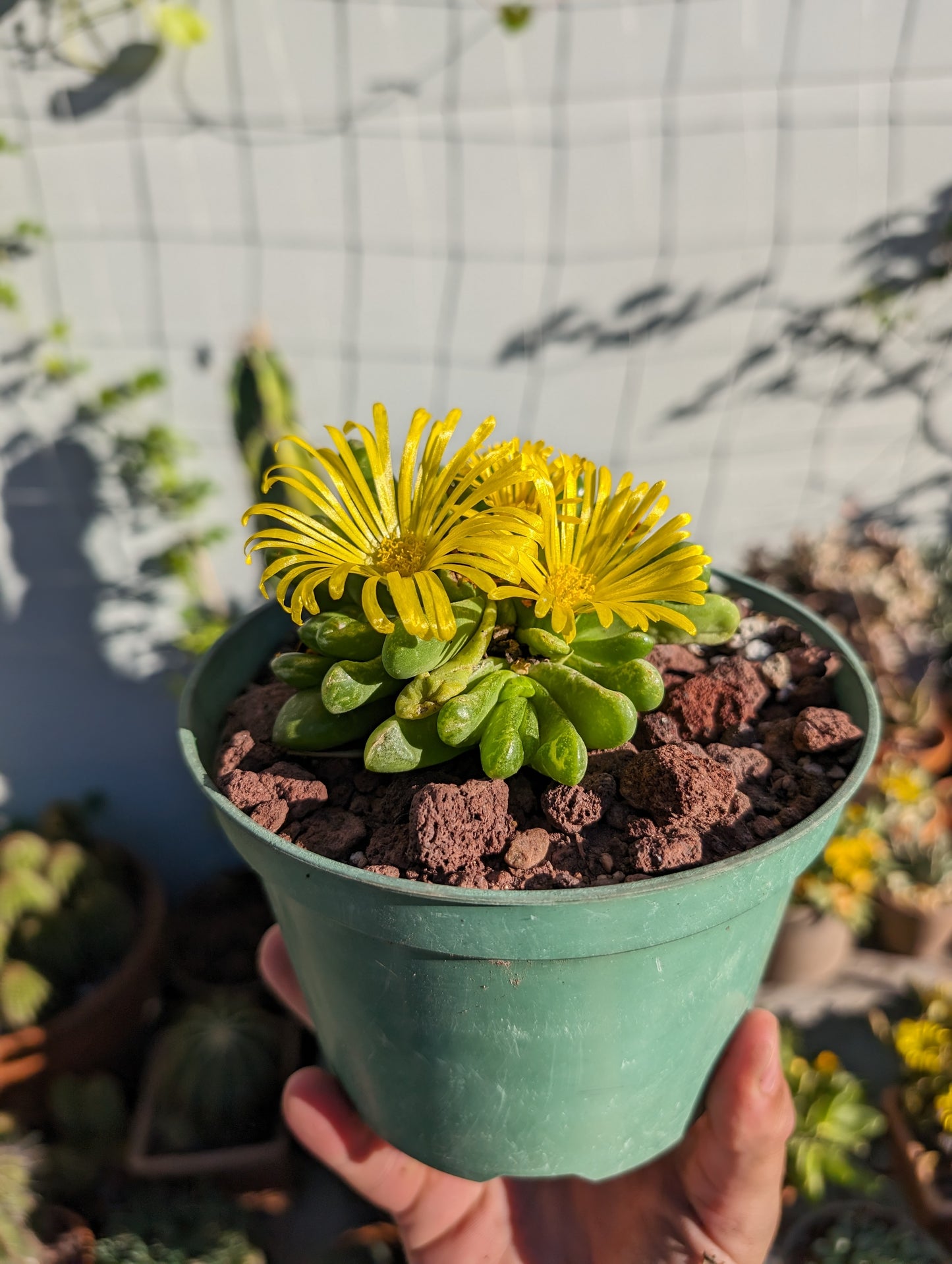 Glottiphyllum pygmaeum! Weird lil jellybeany succulent!