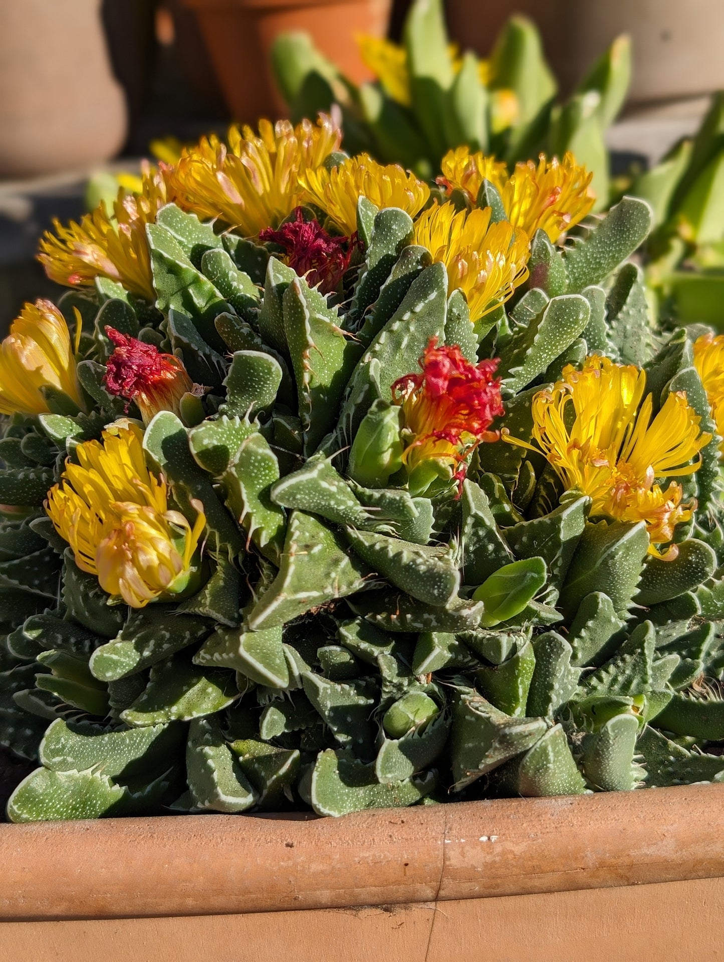 Faucaria tuberculosa