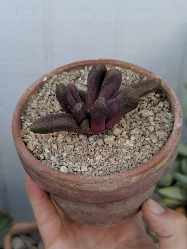 Glottiphyllum pygmaeum! Weird lil jellybeany succulent!