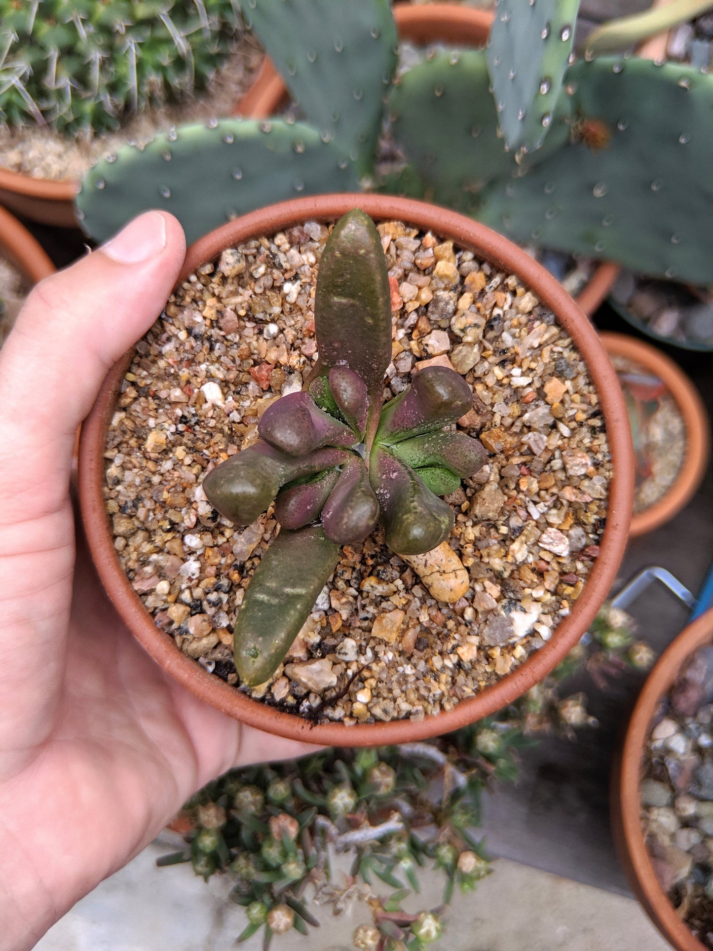 Glottiphyllum pygmaeum! Weird lil jellybeany succulent!