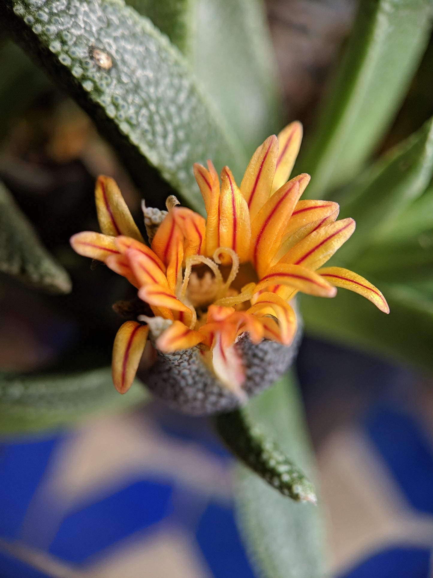 Nananthus species - CRAZY SUCCULENT - candy stripe flowers baby!