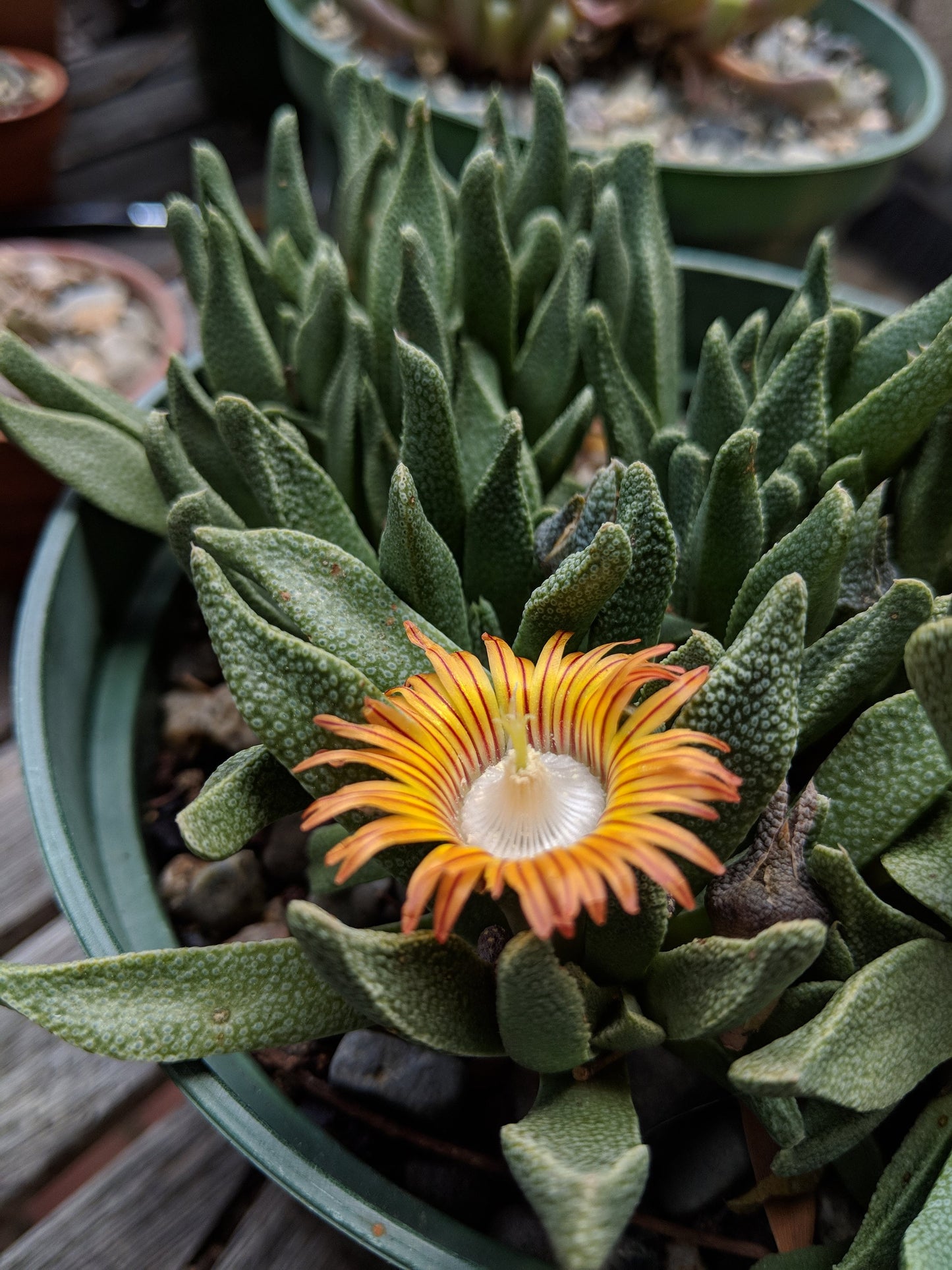 Nananthus species - CRAZY SUCCULENT - candy stripe flowers baby!